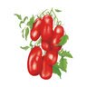 Tomato Pole Roma San Marzano Organic Vegetable Seed 30 Seeds