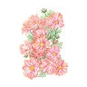 Cosmos Apricotta Flower Seed 30 seeds
