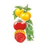Tomato Pole Brandywine R/Y Org Vegetable Seed 25 seeds