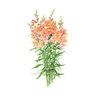 Snapdragon flower Seed Orange Wonder 600 seeds
