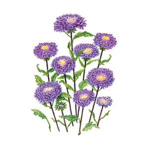 Aster Flower Seed Bonita Top Blue 25 seed