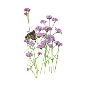 Verbena Flower Seed Brazilian Vervain 100 mg