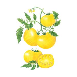 Tomato Pole "Pork Chop" Vegetable Seed 15 seeds 