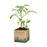 Botanical Interests Seed Starting Paper Pot 3 in.