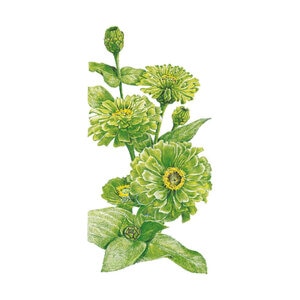Zinnia Envy Seed