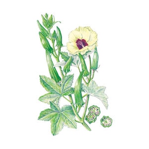 Okra Clemson Spineless 80 Seed