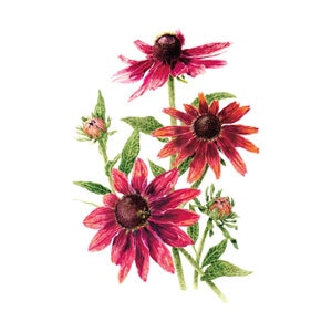 Black-Eyed Susan Cherry Brandy Seed