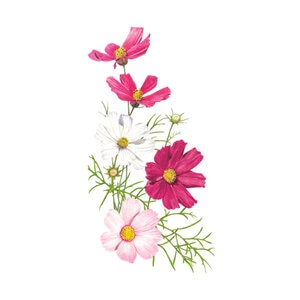 Cosmos Sensation Blend Seed