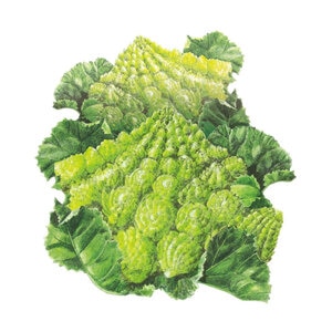 Cauliflower Romanesco Seed