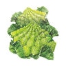Cauliflower Romanesco Seed