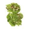 Lettuce Butterhead Australe Org Seed