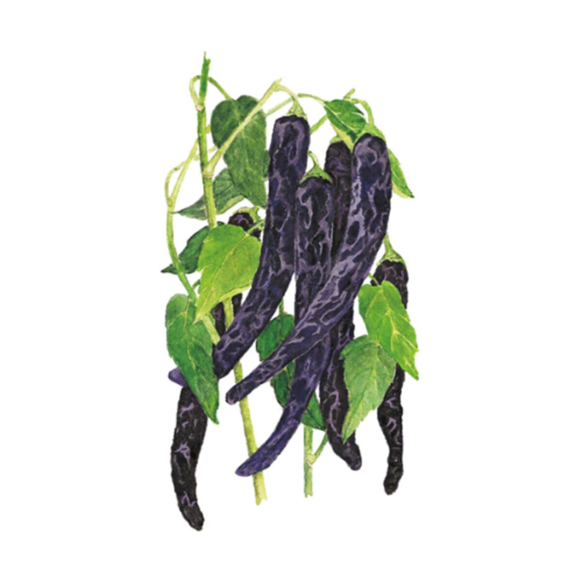 Pepper Chile Chilaca Pasilla Bajio (BI) Seed | SiteOne US