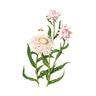 Strawflower King Size Silvery Rose Seed