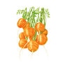 Carrot Tonda di Parigi (BI) Seed