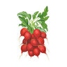 Radish Cherry Belle N (BI) Seed