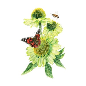 Echinacea Alan's Pride Seed