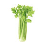 Celery Merengo hybrid Seed