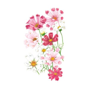 Cosmos Sea Shells Blend Seed