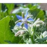 Borage Vegetable Seed Organic 1 gm