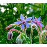 Borage Vegetable Seed Organic 1 gm