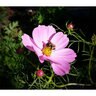 Cosmos Wildflower Seed Sensation Blend Organic 400 mg