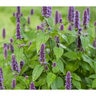 Hyssop Anise  Wildflower Seed 250 mg