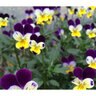 Viola Johnny-Jump-Up Flower Seed 200 mg