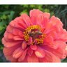 Zinnia Wildflower Seed Cut and Come Again 1 gm