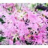 Cottage Pinks Flower Seed Rainbow Loveliness 100 mg