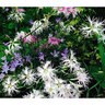 Cottage Pinks Flower Seed Rainbow Loveliness 100 mg