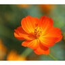 Cosmos Bight Lights Blend Flower Seed 1 gm