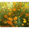 Cosmos Bight Lights Blend Flower Seed 1 gm