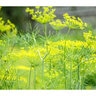 Dill Bouquet Organic Seed 3 gm