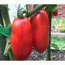 Tomato Pole Roma San Marzano Organic Vegetable Seed 30 Seeds
