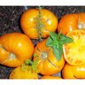 Tomato Pole Brandywine R/Y Org Vegetable Seed 25 seeds