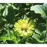 Zinnia Envy Seed