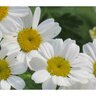Feverfew Seed