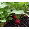 Radish Cherry Belle N (BI) Seed