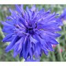 Bachelor Button Blue Boy Seed