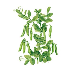 Pea Shelling Petite Little M   