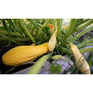 Squash Summer Vegetable Seed Scallop Blend 2.5 gm