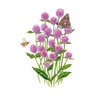 Lavendar Lady Gomphrena Seed 30 Count Packet