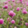 Lavendar Lady Gomphrena Seed 30 Count Packet
