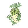 Watermelon Cream of Saskatch   