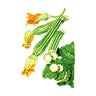 Squash Summer Costata Organic Vegetable Seed 1.5 gm