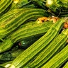 Squash Summer Costata Organic Vegetable Seed 1.5 gm