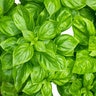 Basil Noga hybrid Org   