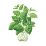 Basil Noga hybrid Org   