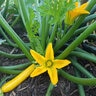 Squash Summer Vegetable Seed Max's Gold hybrid 12 seeds