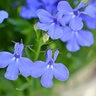 Lobelia Flower Seed Cambridge Blue 125 mg
